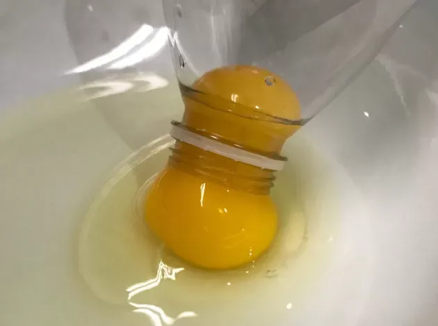 The neck of a clear plastic water bottle sucking up an egg yolk from a plate of egg whites