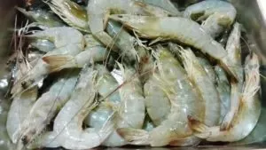 Raw shrimp with their heads and shells on, piled in a metal tray