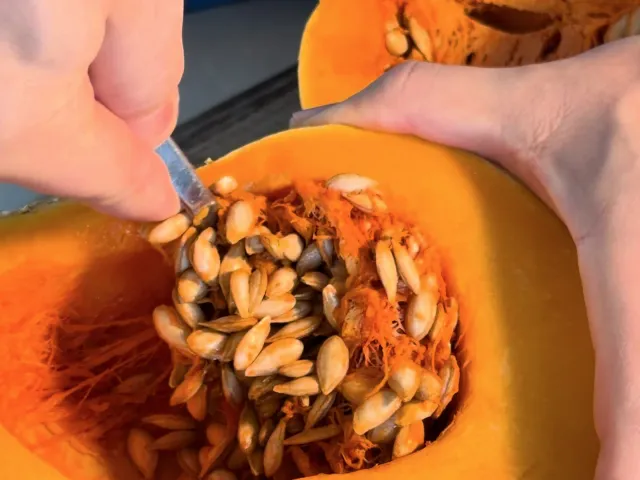 Scooping the seeds out of a halved pumpkin with a spoon